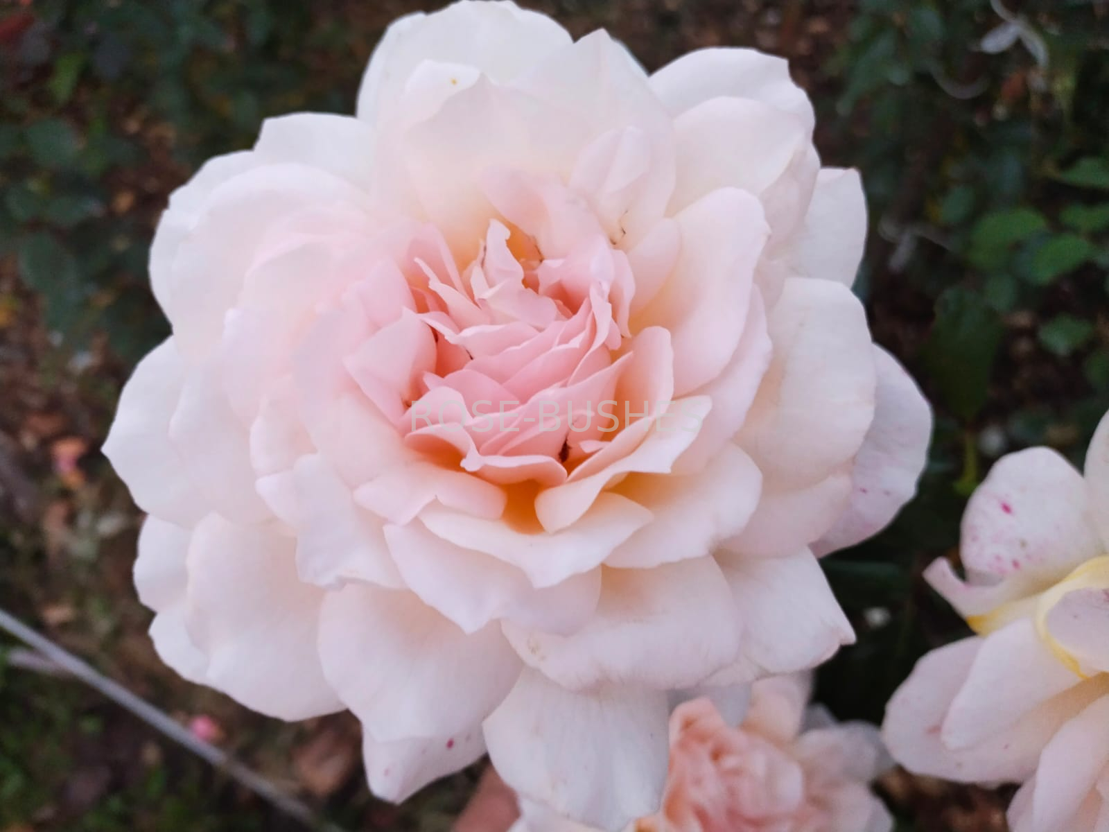 ������ �����. Chandos Beauty. (��)